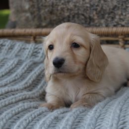 Dachshund Puppies from Rustic Bark Page's Dachshunds