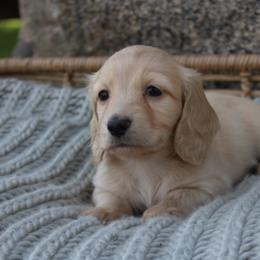 Dachshund Puppies from Rustic Bark Page's Dachshunds
