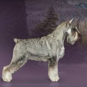 Karma - Standard Schnauzer