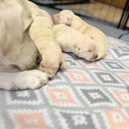 Bow - Yellow male Labrador Retriever puppy in Sweet Home, Oregon from Knotty Creek Labradors