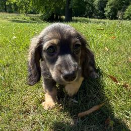 Devon - Sable male Dachshund puppy in Ranburne, Alabama from Camdox
