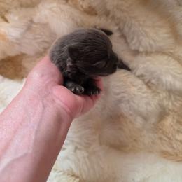 Puppy 1 - Blue male Pomeranian puppy in Lebanon, Indiana from Duran's Huskies and Pomeranians