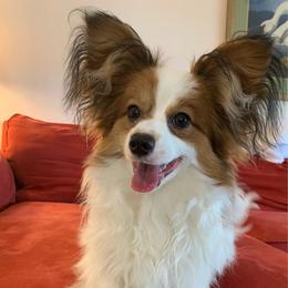 Keanu - White and sable male Papillon puppy in Central Florida, Florida from Sunshine Papillons