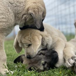 Anatolian Shepherd Dog Puppies from Wild Rooster Family Farm – AKC Anatolian Shepherd Breeder, OFA Health Tested
