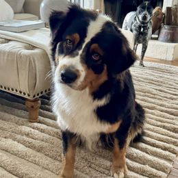 Arwen - Australian Shepherd