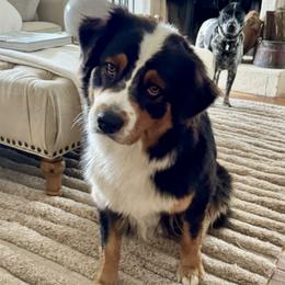 Arwen - Australian Shepherd
