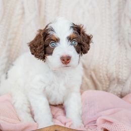Bernedoodle, Cavalier King Charles Spaniel, Cavapoo, and Poodle Puppies from Dinky Doo Doodles