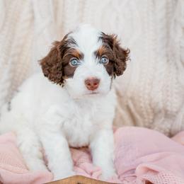 Bernedoodle, Cavalier King Charles Spaniel, Cavapoo, and Poodle Puppies from Dinky Doo Doodles