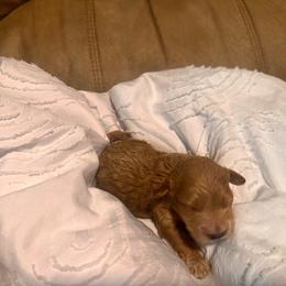 Max - Apricot male Goldendoodle puppy in Graham, North Carolina from Geise Meadow Doodles