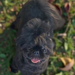 Olive - Shih Tzu