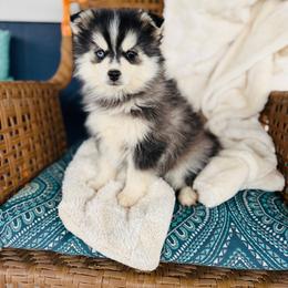 Dancer - Black and white male Pomsky puppy in Yavapai County, Arizona from Pawsh Pomskies