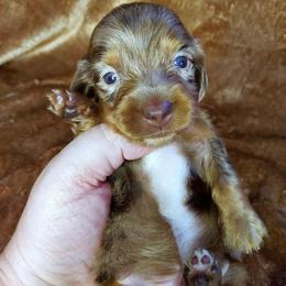 PRIMO - Dapple male Dachshund puppy in Swink, Oklahoma from Palali Farm