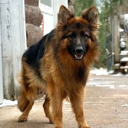 Jenny - German Shepherd