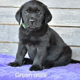 Green male - Black male Labrador Retriever puppy in Mississippi from Sure Shot English Labs
