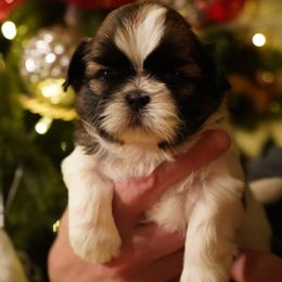 Shih Tzu Puppies from Chrysanthemum Creek