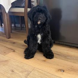 Truffle - Black male Cavapoo puppy in Beresford, South Dakota from DAKOTA DOOD RANCH