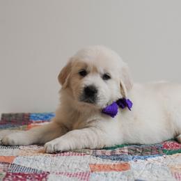 Miss Purple - Light golden female Golden Retriever puppy in Bedford, Indiana from Indiana Goldens