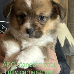 American Corgi and Pembroke Welsh Corgi Puppies from Linda Berkes