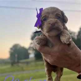 Darling - Red female Cockapoo puppy in Mocksville, North Carolina from Little Bear Doodles