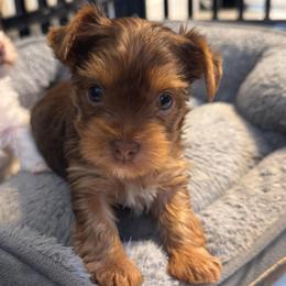 Willow - Chocolate and tan female Yorkshire Terrier puppy in Pembroke Pines, Florida from Sunshine Parti Yorkies