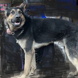 Faroah - German Shepherd