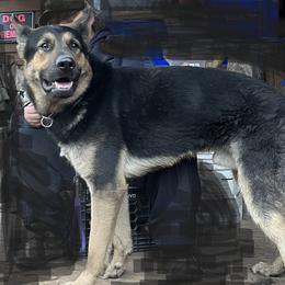 Faroah - German Shepherd