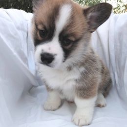 Pembroke Welsh Corgi Puppies from Princess Zelda Corgis