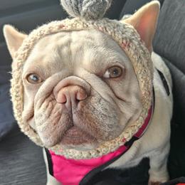 Glinda - French Bulldog
