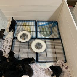 German Shepherd Puppies from Devon Rugerio's German Shepherds