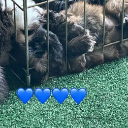 Shih Tzu Puppies from Denise's Shih Tzus