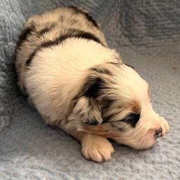 Blue Merle Girl - Blue merle female Australian Shepherd puppy in Lebanon, Oregon from Mt. Hope Aussies