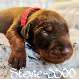 Red Rust male - 5500 - Red and rust male Doberman Pinscher puppy in Aurora, Indiana from Double-Take Doberman Kennels
