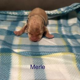 Merle - Yellow male Labrador Retriever puppy in Moses Lake, Washington from Kreger Lake Kennels