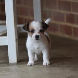 Ina Boy 1 - White and tan male Russell Terrier puppy in Middletown, Virginia from DBF Russell Terriers