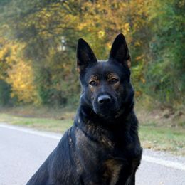 Maze - German Shepherd