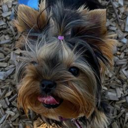 Yorkshire Terriers from Not available