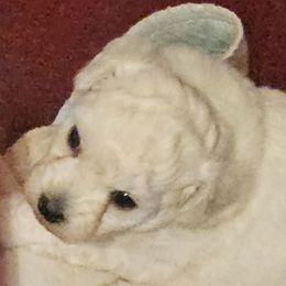 Tanner - White male Bichon Frise puppy in Carthage, Missouri from Cooley's Cuddle Pups