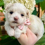 Jet - White male Mal-Shi puppy in Morehead, Kentucky from Paw Perfect Pets