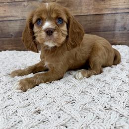 Chip - Red male Companion Cross puppy in Beresford, South Dakota from DAKOTA DOOD RANCH