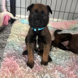 Boba (Light Blue) - Mahogany male Belgian Malinois puppy in Buckeue, Arizona from Légende Vivante Du Chief Kennel