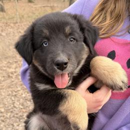 Goku - Black tri-color male Australian Shepherd puppy in Macon, Georgia from Shaina’s Shepherds