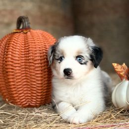 Kimmy - Blue merle female Miniature Australian Shepherd puppy in Cleveland, Texas from Akasta Aussies