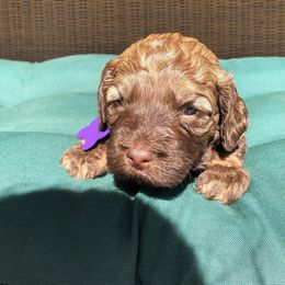 Australian Labradoodle Puppies from High Mist Mountain Australian Labradoodles