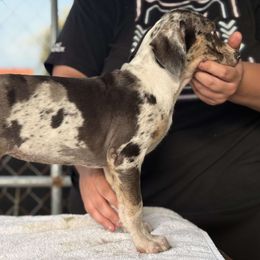 Catahoula Leopard Dog Puppies from 7Sins catahoulas