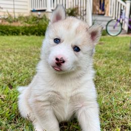 Jinx - Gray and white female Siberian Husky puppy in Virginia from Pride Rock Siberians