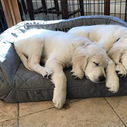 Golden Retriever Puppies from Valley View Goldens