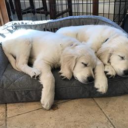 Golden Retriever Puppies from Valley View Goldens