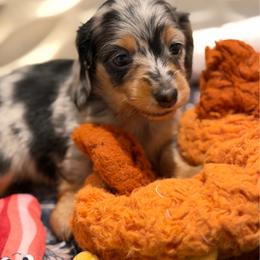 Long Hair Black and Tan Dapple - Dapple female Dachshund puppy in Harmony, North Carolina from Schuster Haus
