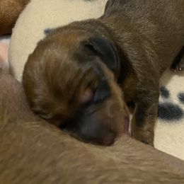 Dachshund Puppies from Casperdachs