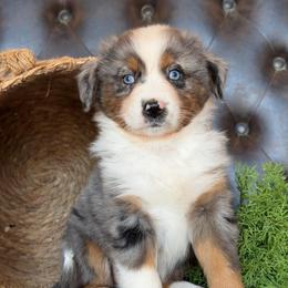 Treasure- Has Tail and Videos - Blue merle female Australian Shepherd puppy in Troy, South Carolina from Lana Corley- Australian Shepherds of 3/W Farms